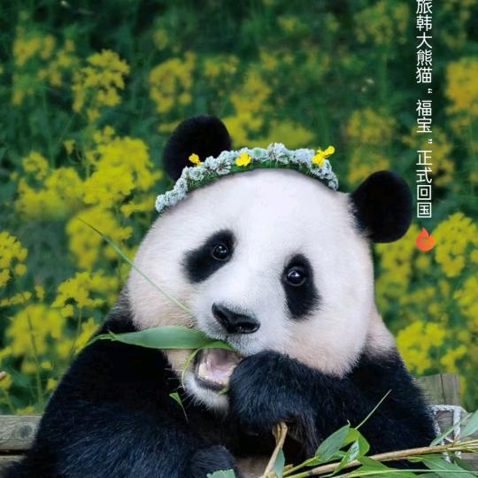 大倩老师