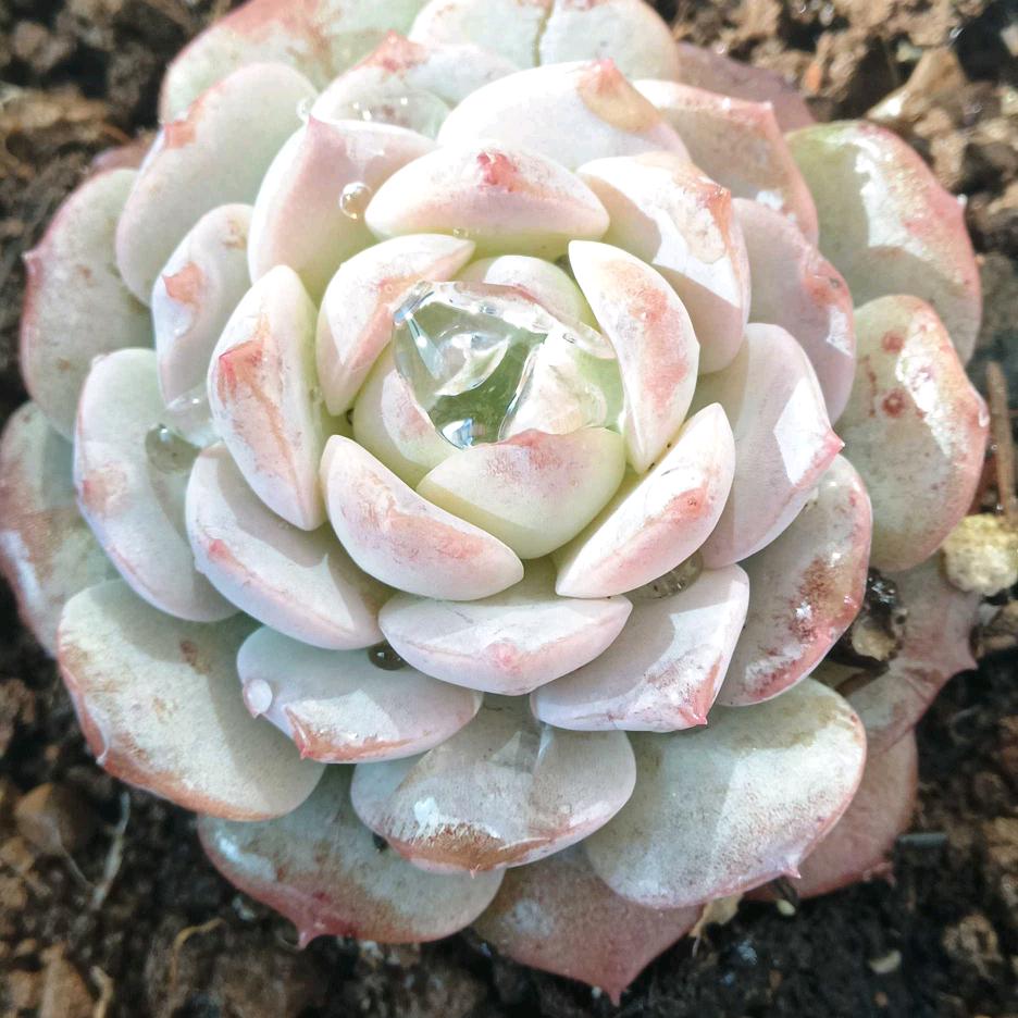 （捌零后普米汉子）