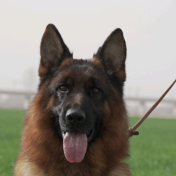 CSV昊宇犬舍训练中心