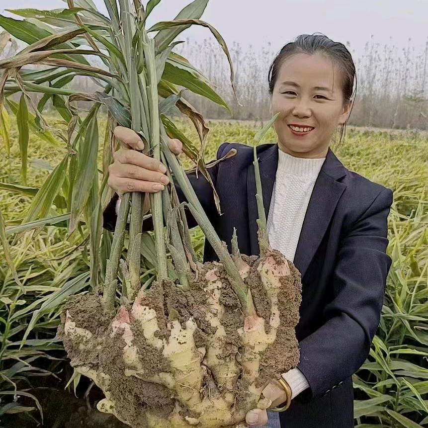 赵鹏聊大姜