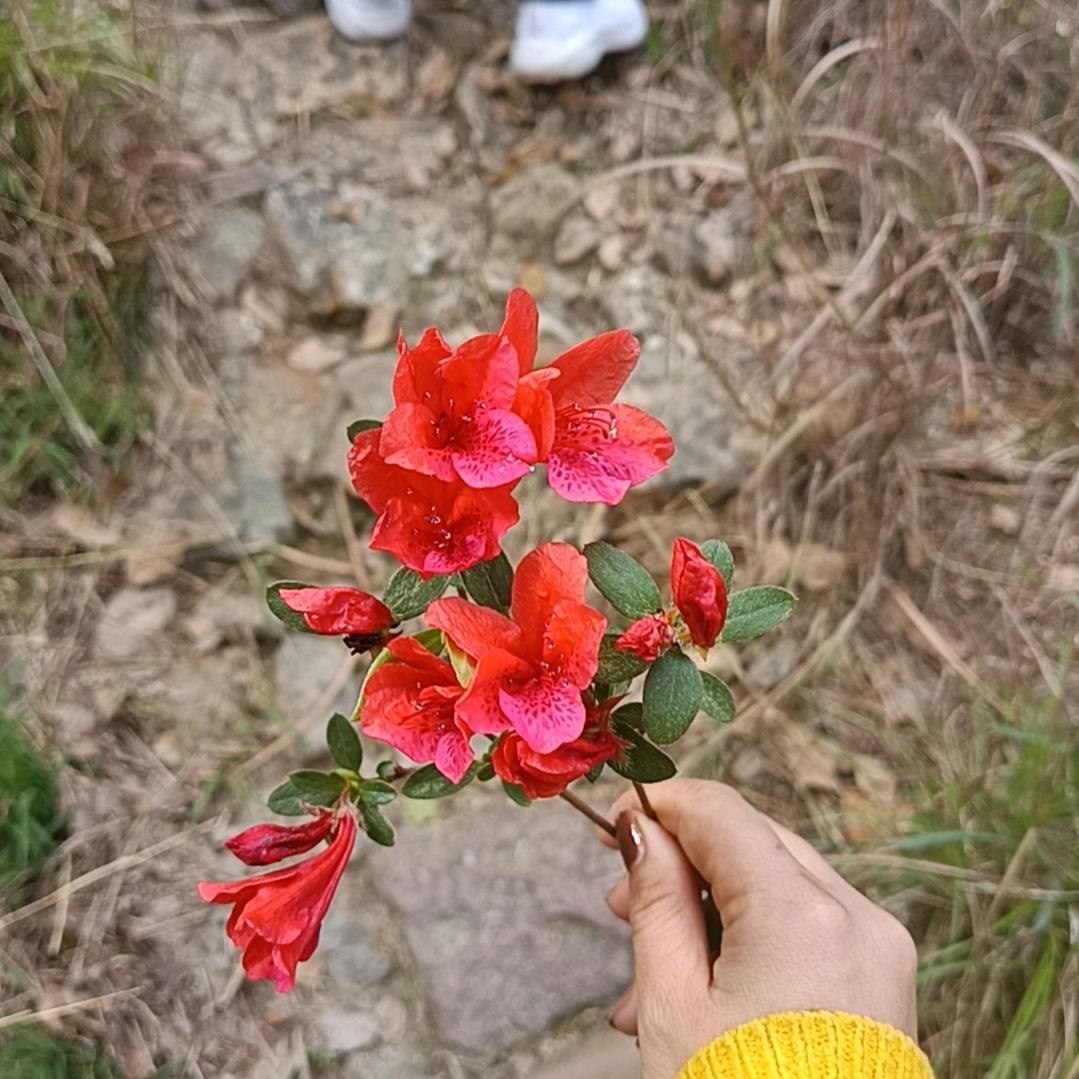 橘子皮