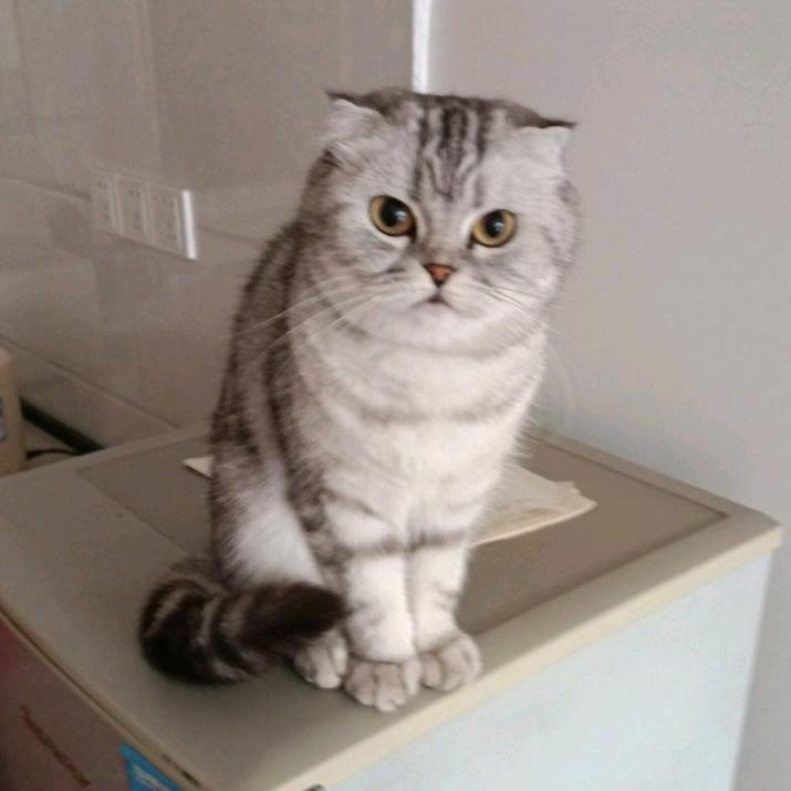 猫小米头像