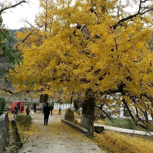 甘肃南五味子种植