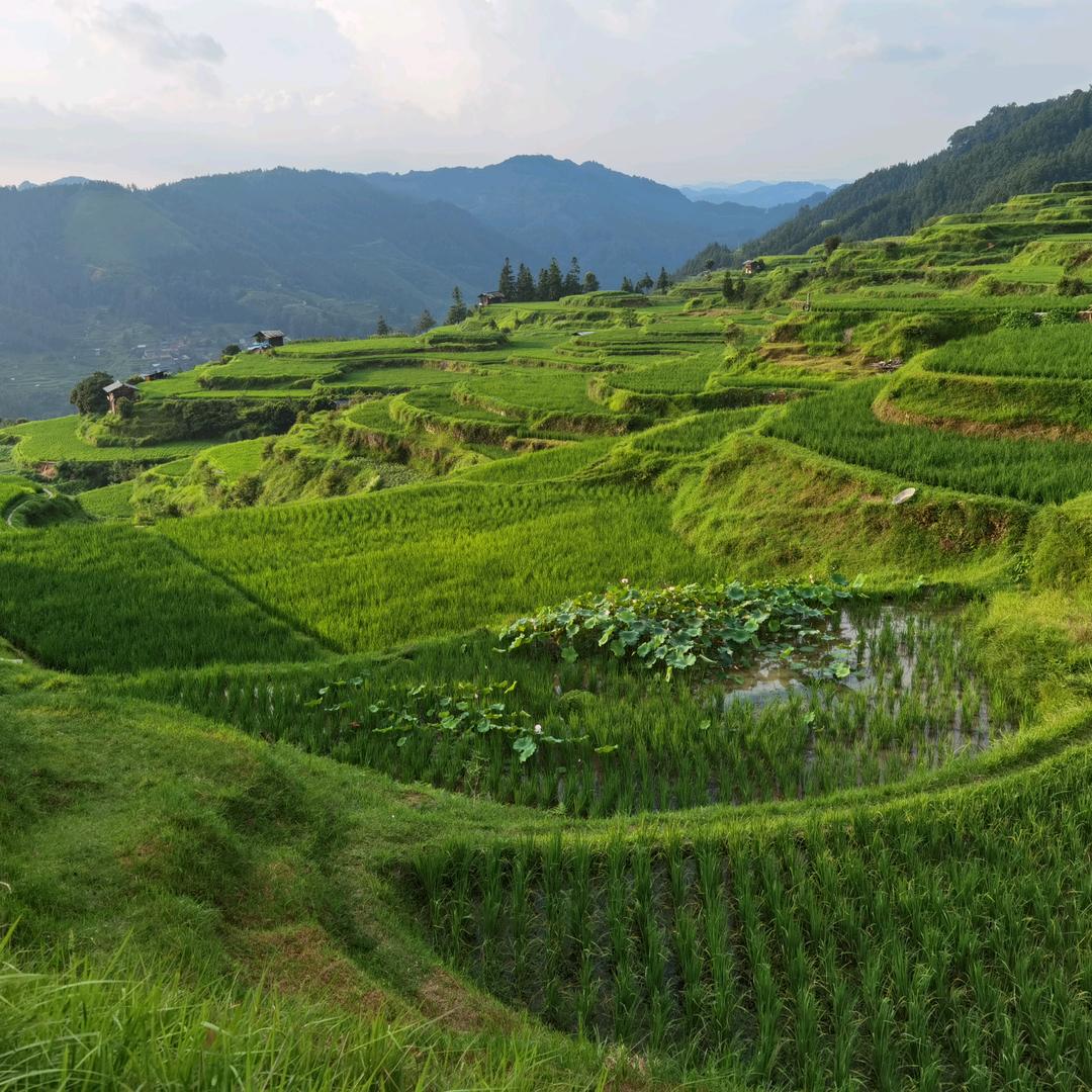 助理的农耕记录