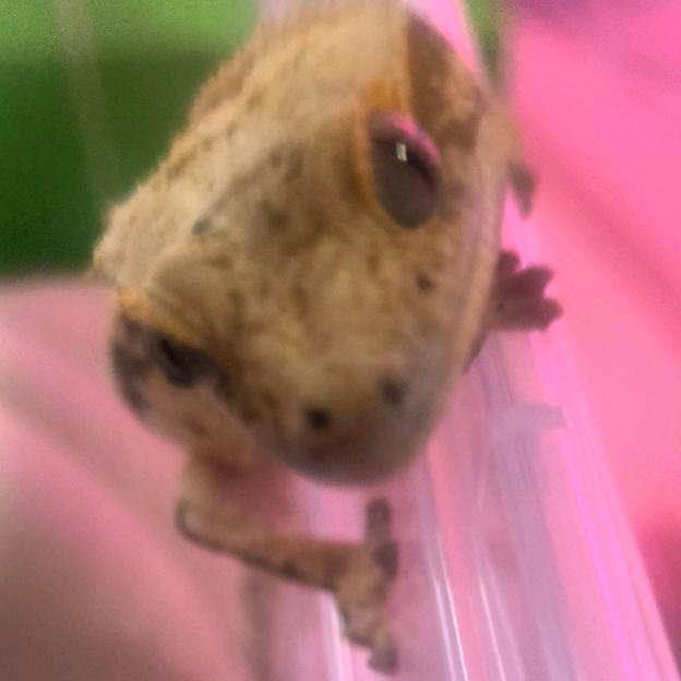 超级大碴粥大王