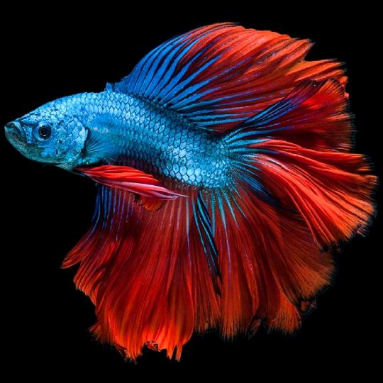 遛斗鱼坊斗鱼养殖