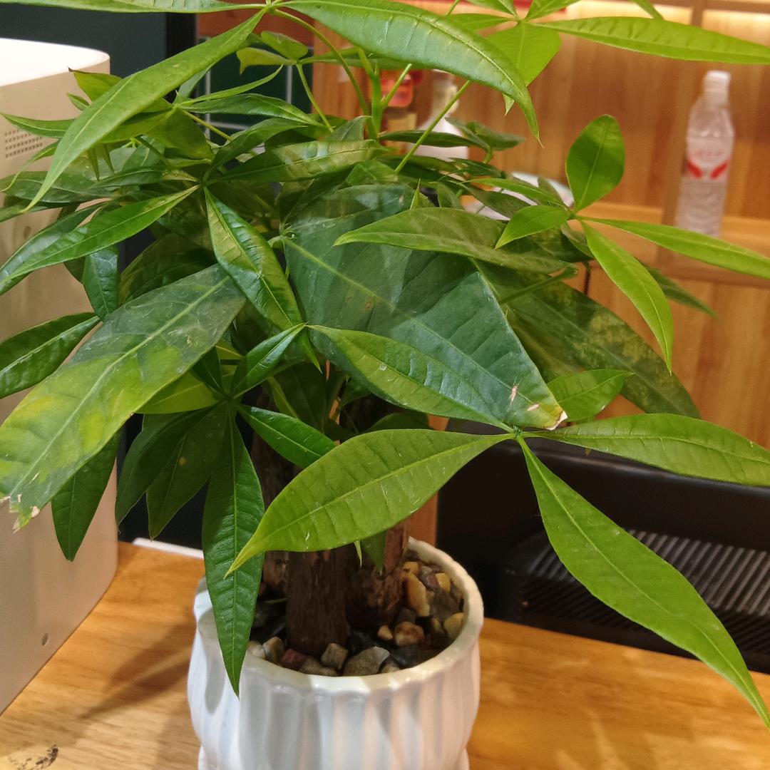 花儿为谁开
