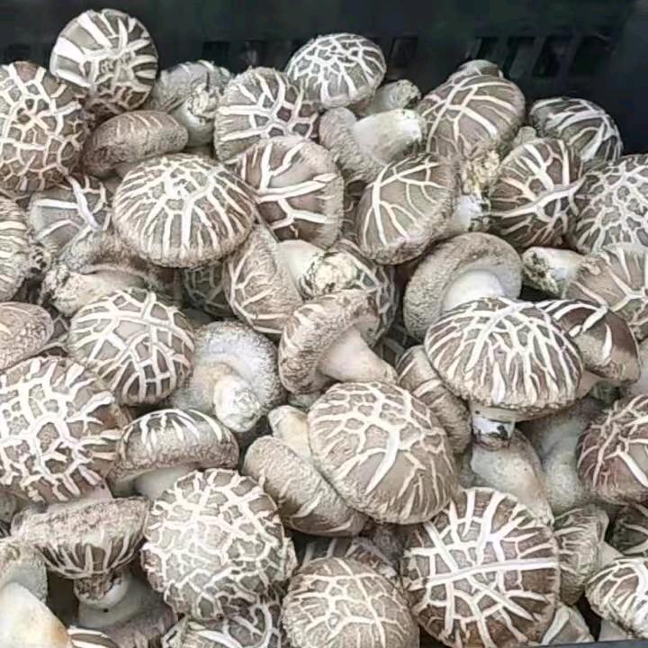 @冰糖心@