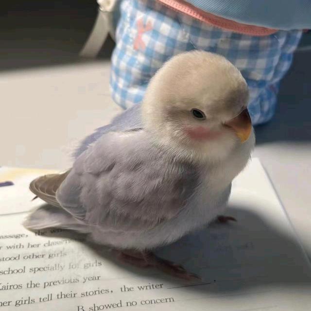 启强鸟业