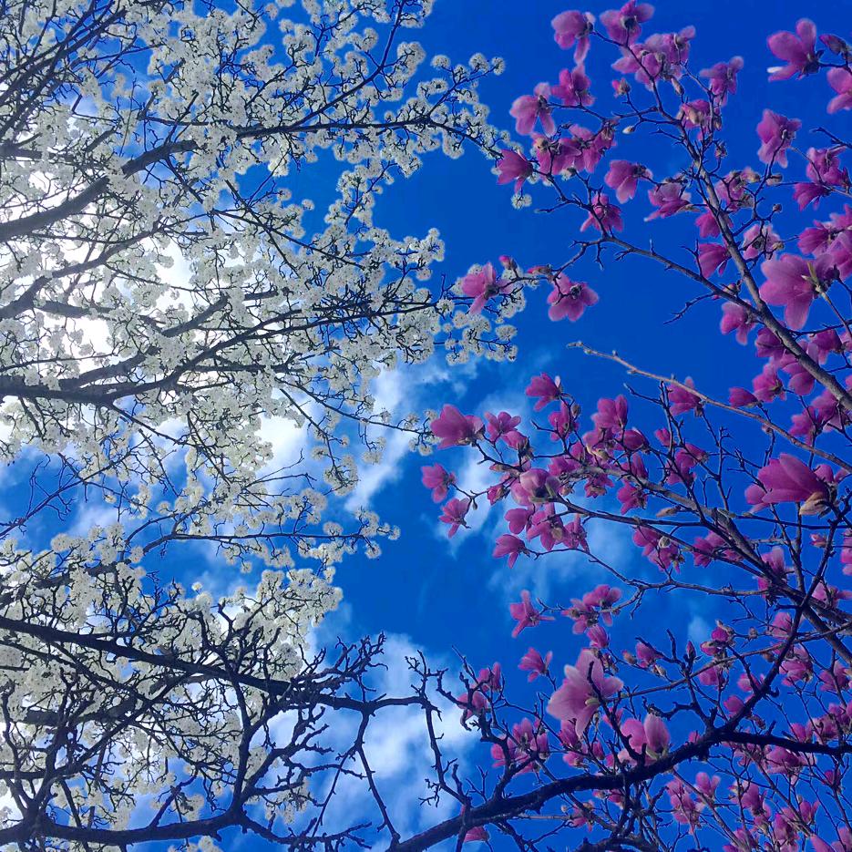 🌈花瓣下的种子