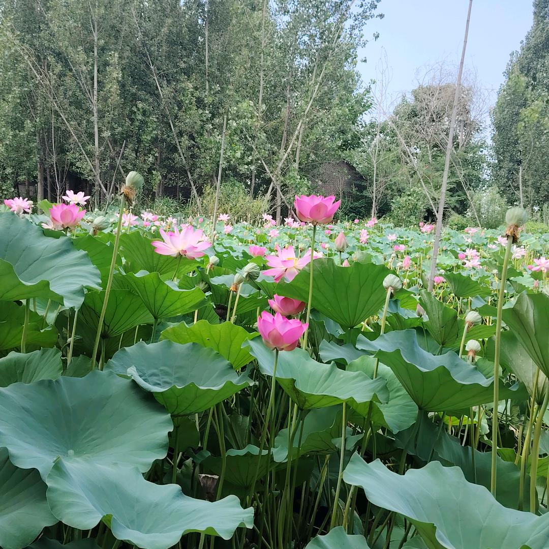 小孟有点梦