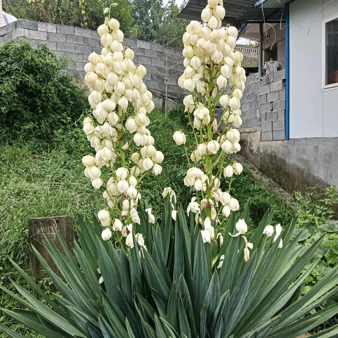 刺骨柔情