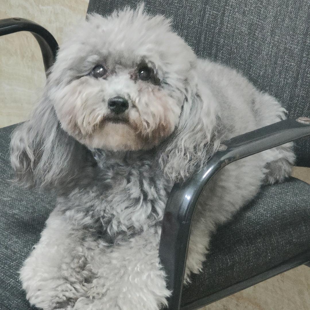 小白猫