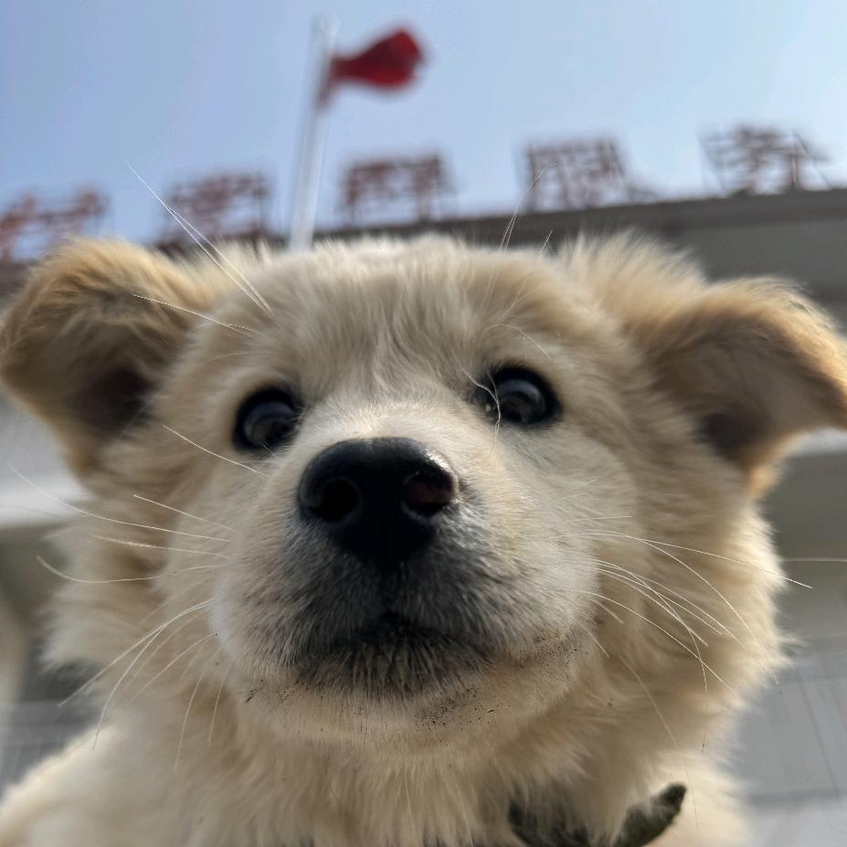 小孟同志