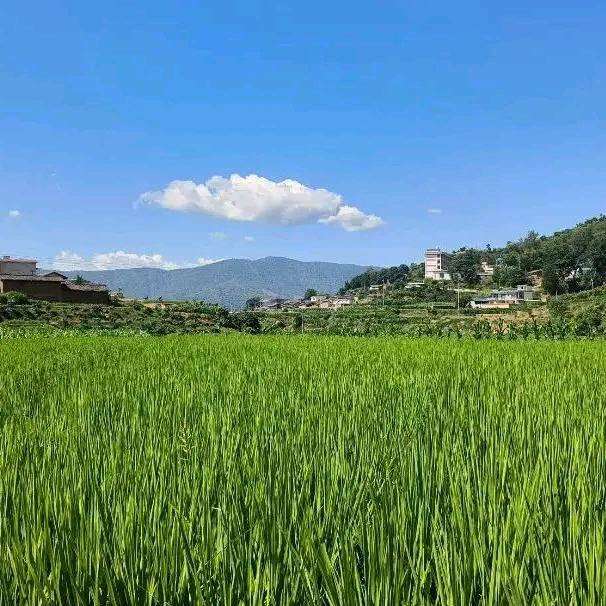 nongmin