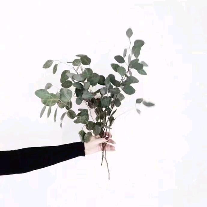 栖鎏
