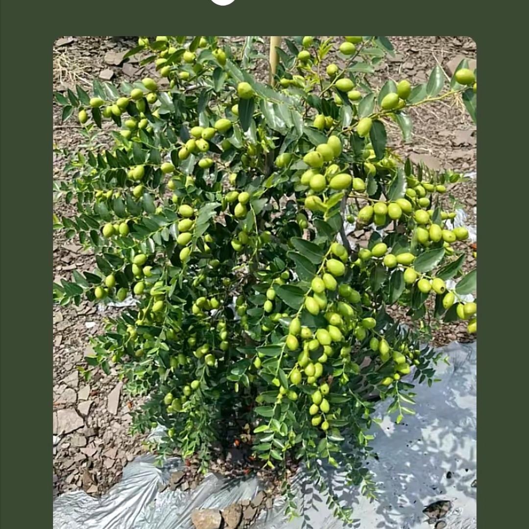 酸枣种植基地