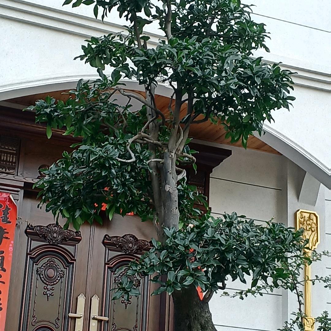 平安哥