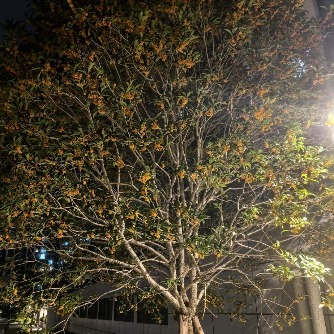 樊玉英