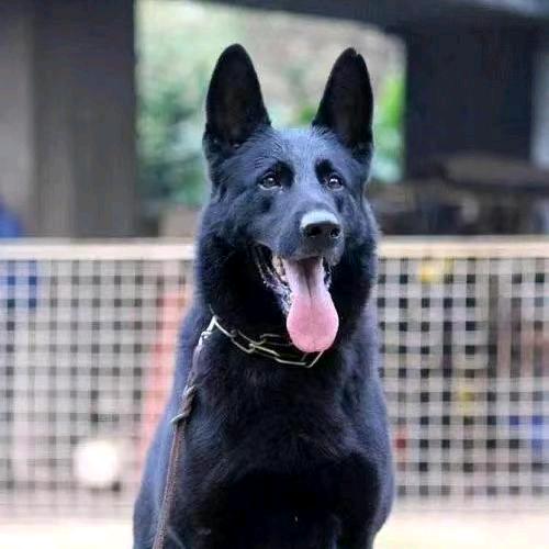大型犬养殖技术交流