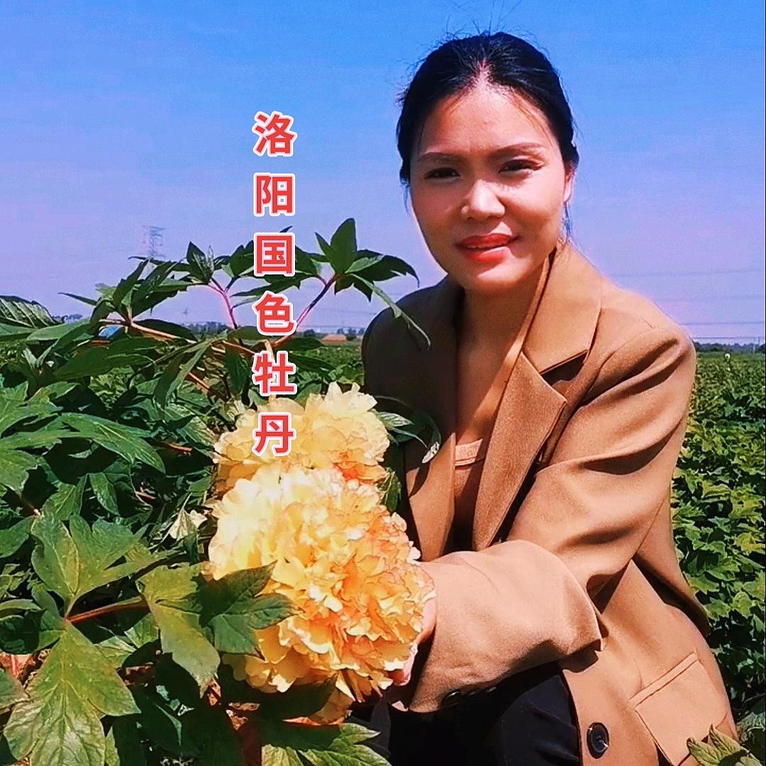 洛阳国色牡丹芍药1店