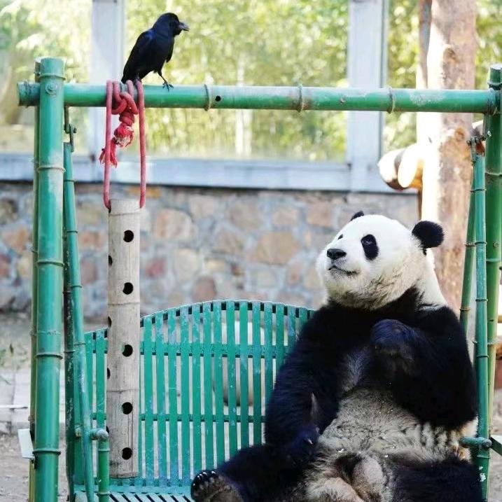 娇姐说熊猫