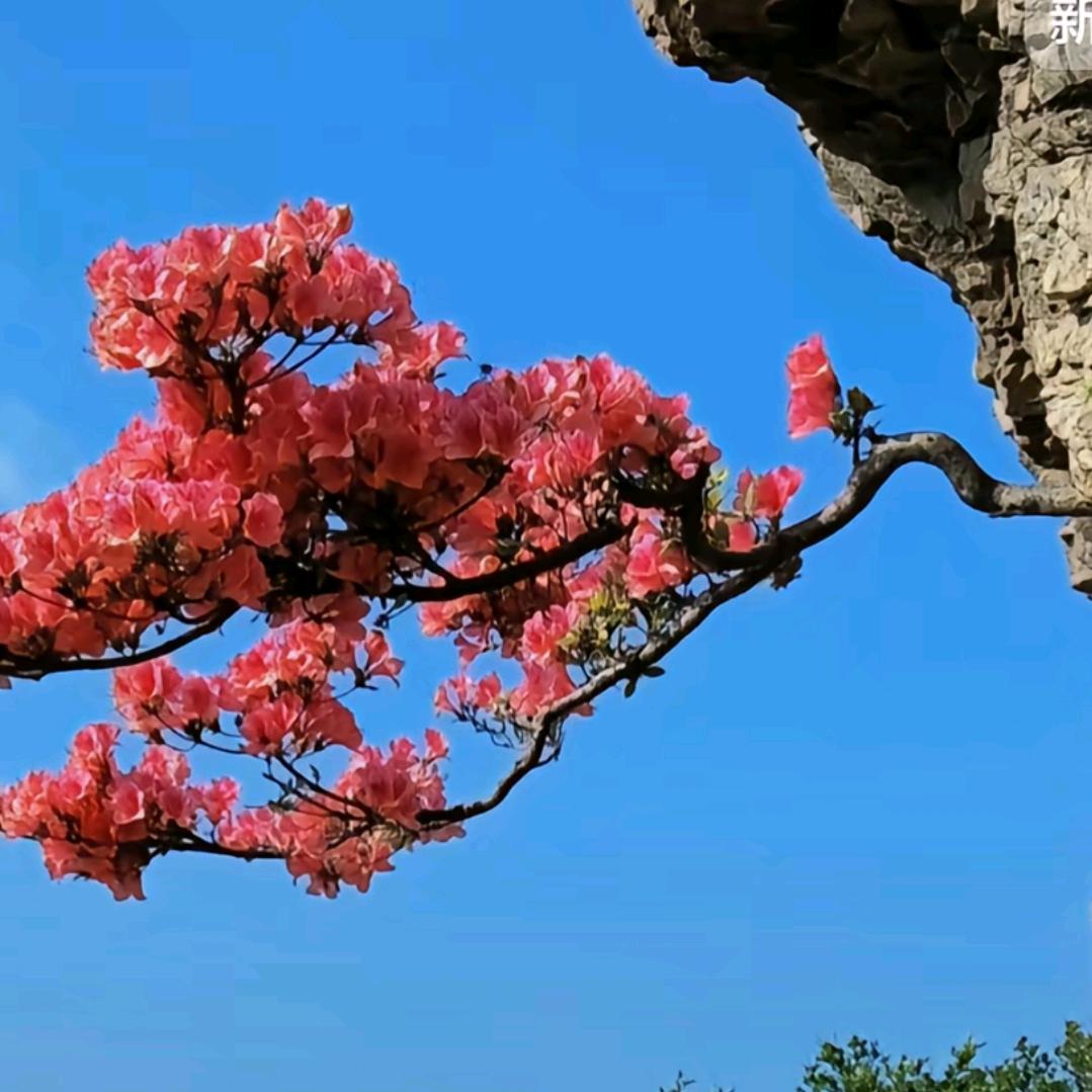 嘉曼葫芦小铺