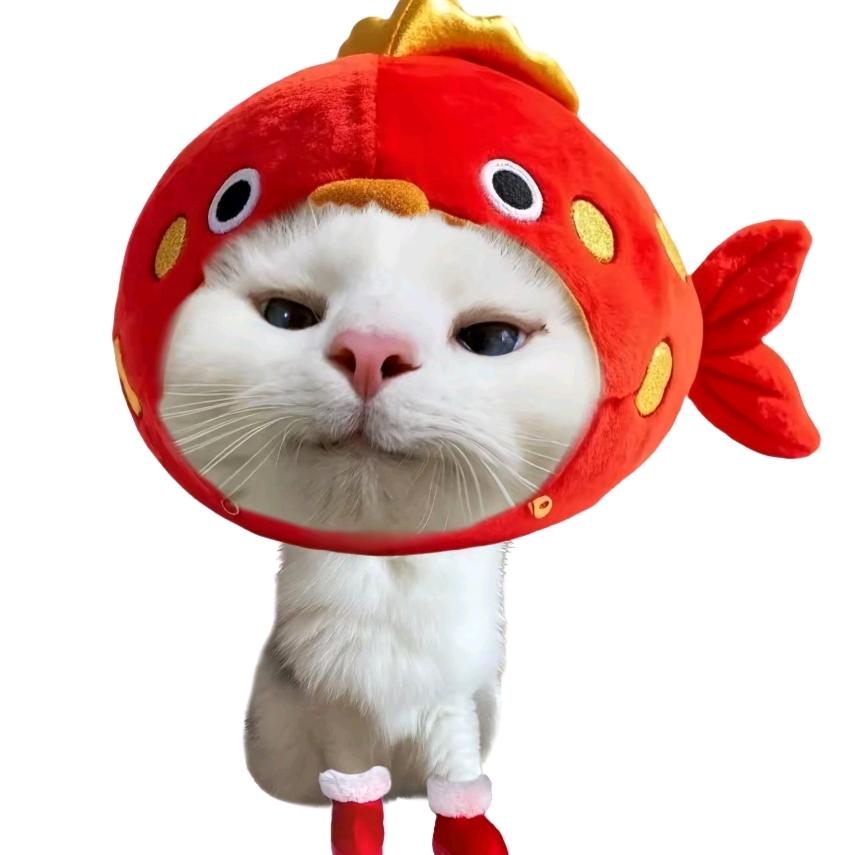 一条小鱼
