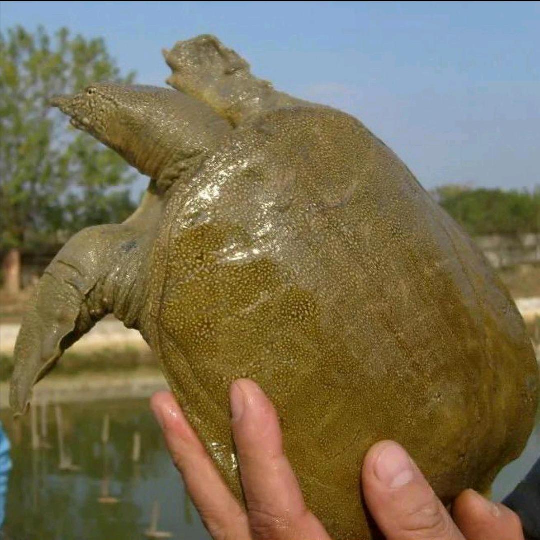 甲鱼养殖基地小陈