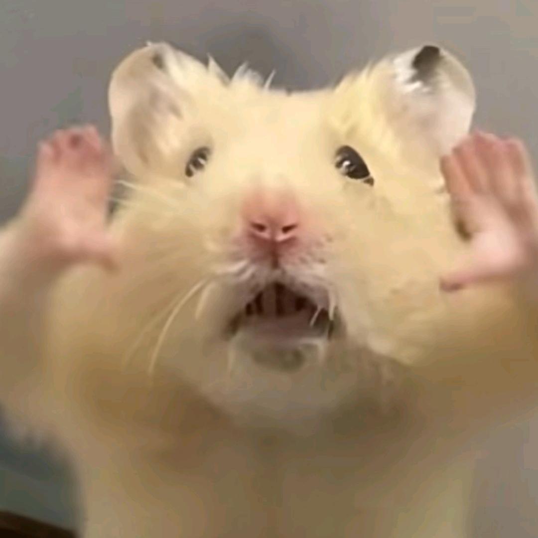 悲伤鹌鹑蛋