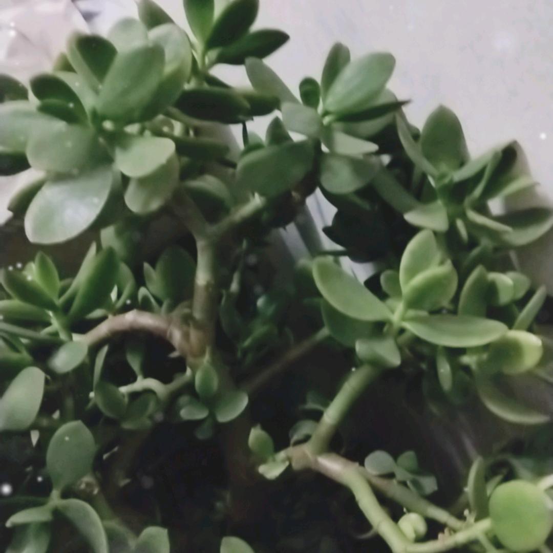 四季平安福