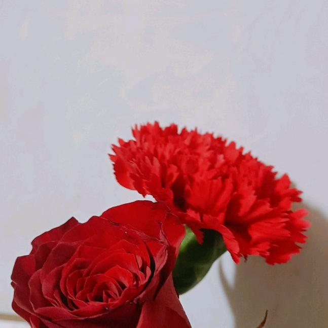 💐🌹懂得珍惜🌹🌹才有拥有🌹🌹