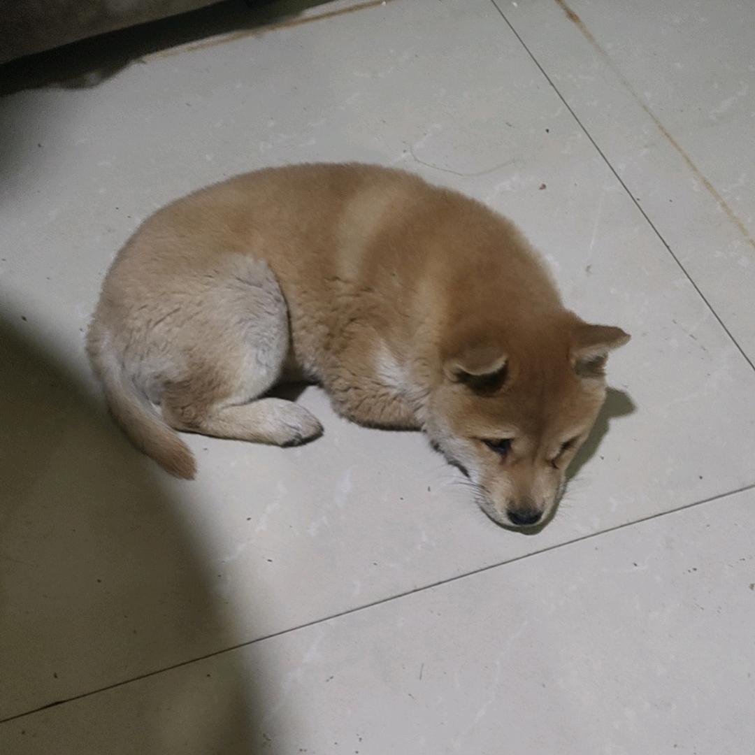贵州安顺吉昌双龙酒坊