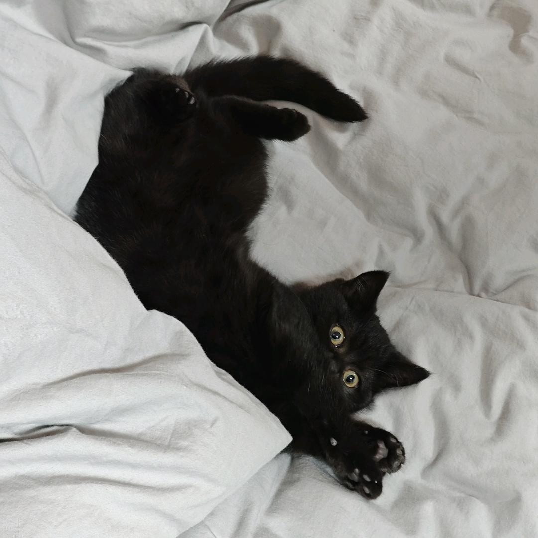 小黑是只猫