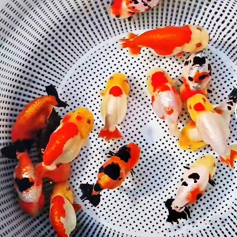 优缘水族生活坊