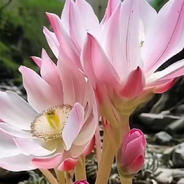多美好