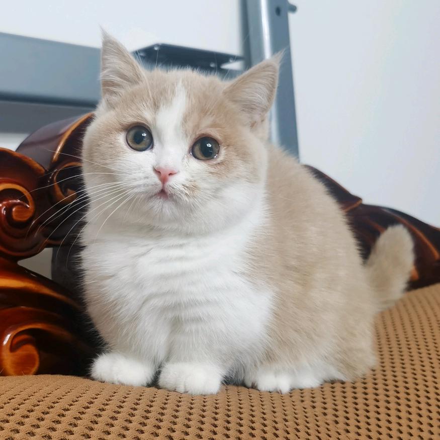 特胖是只猫