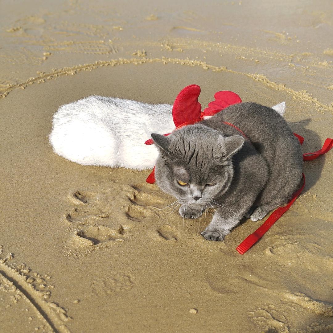 猫猫叫可乐