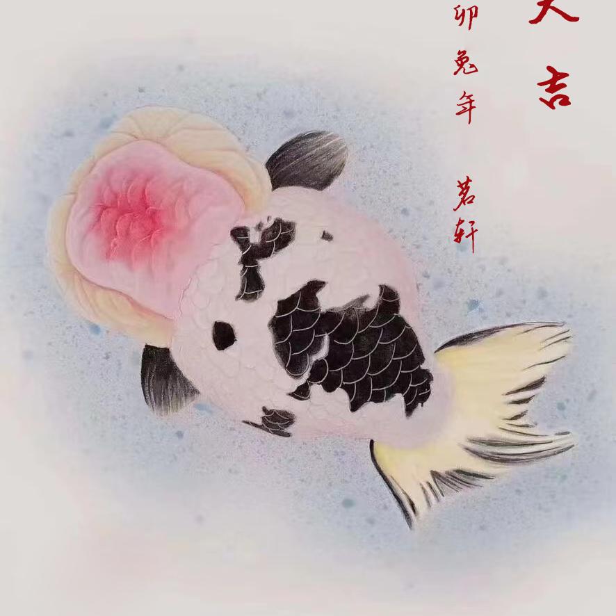 茗轩金鱼