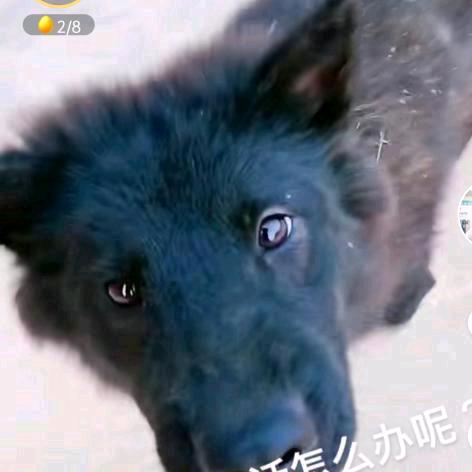 侬伕a8