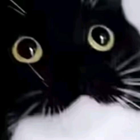 尼古拉斯·赵四