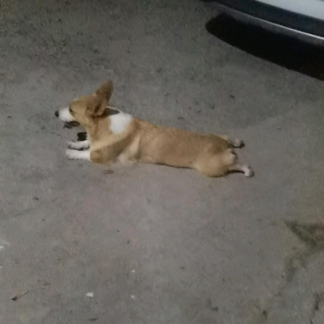 可乐是只柯基要🐶私聊