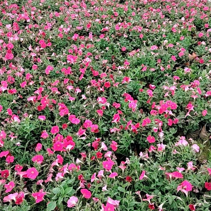 一生好运