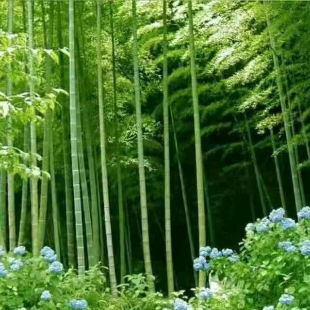 彭中田