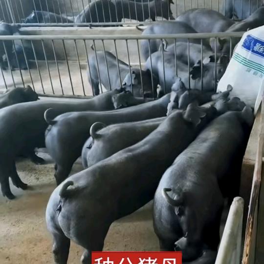 诚乐种猪繁育场