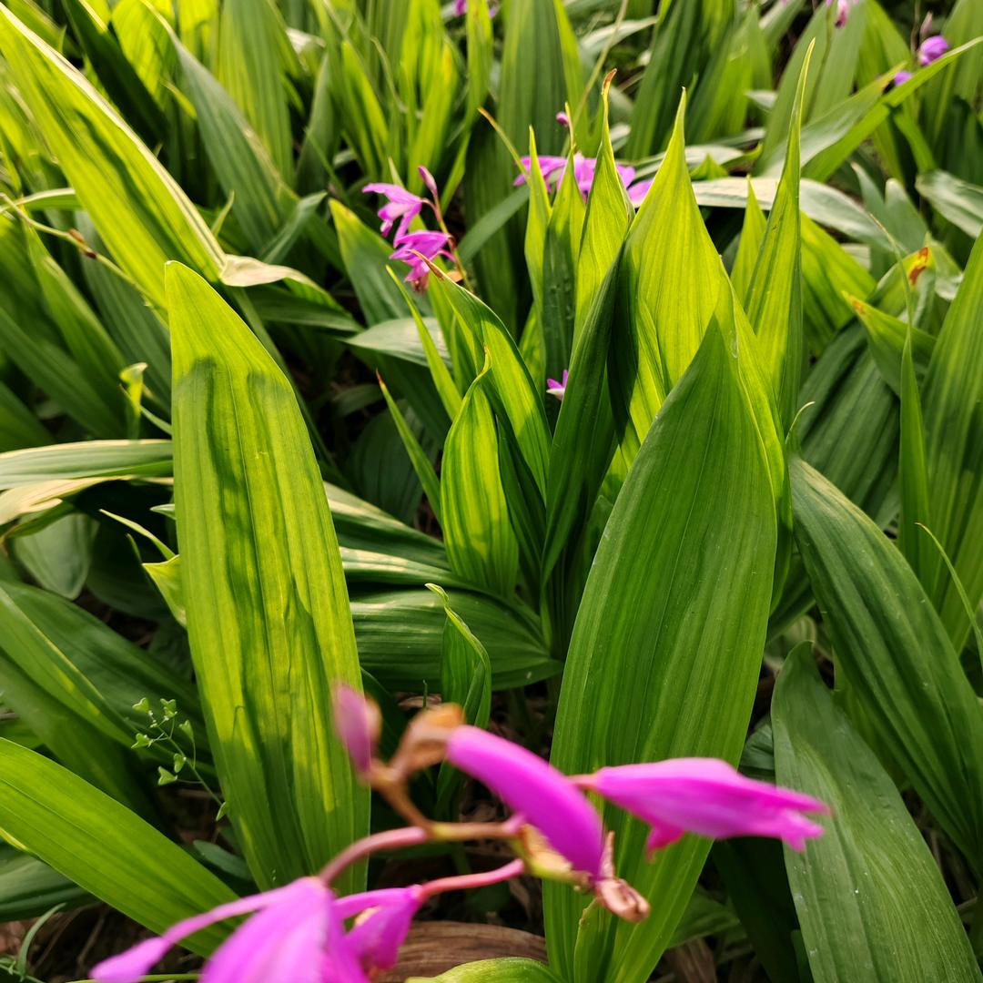 中药材育苗种植基地