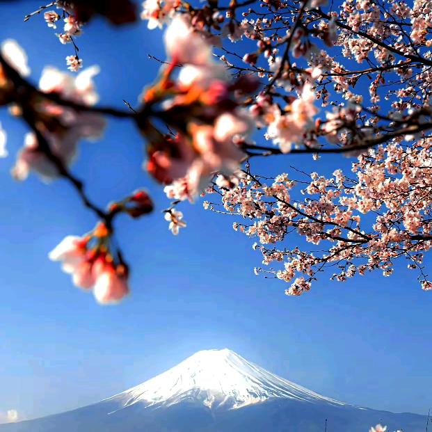 🌸冨仕屾芐🌸