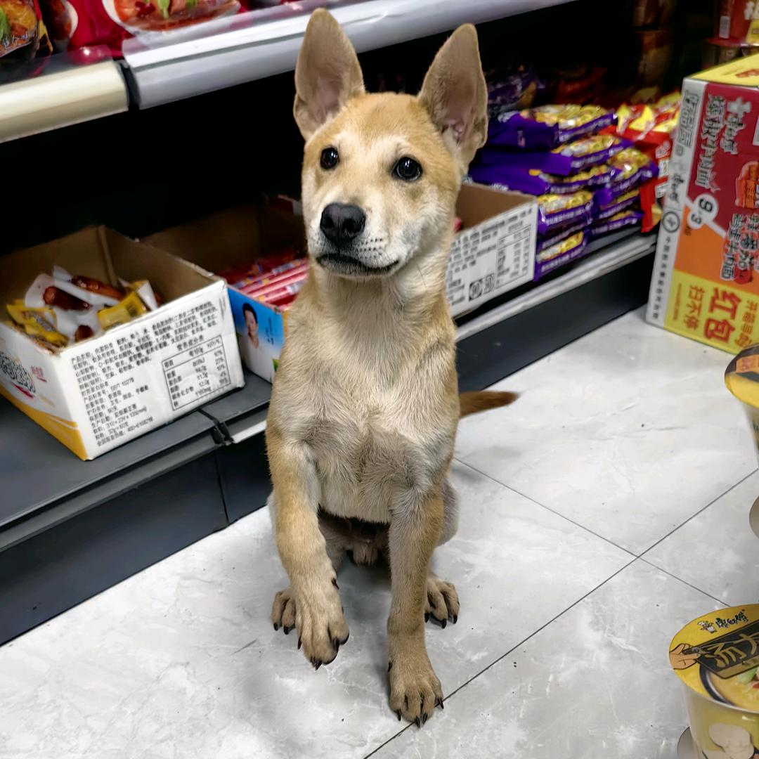 田园犬--蛋黄