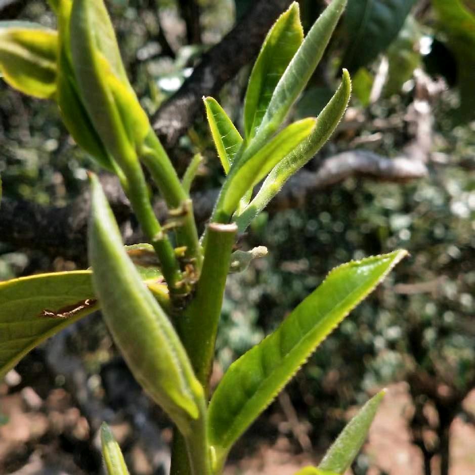 懂过11号   志飞茶叶