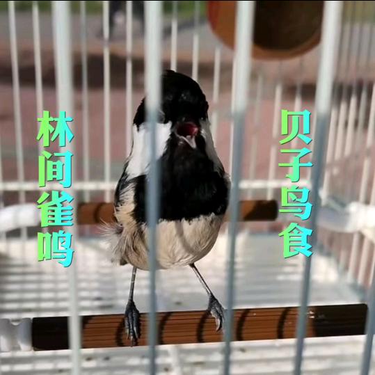 林间雀鸣～贝子鸟食